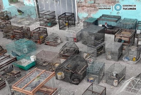 Rescatan más de 90 aves autóctonas que iban a ser comercializadas