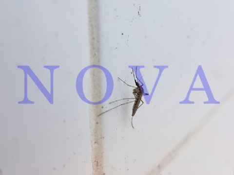 VIDEO | "Mitad Plusbelle y mitad agua": el repelente casero que se está viralizando y ya se aplica en la provincia