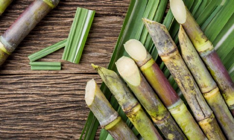 Sequía y altos costos: la crisis azucarera golpea a los pequeños productores