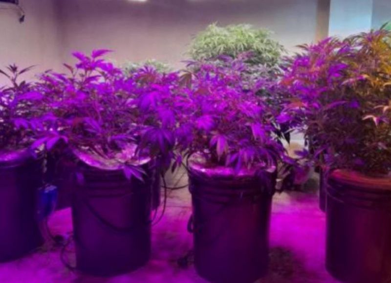 Concepción: encuentran un invernadero con 34 plantas de marihuana