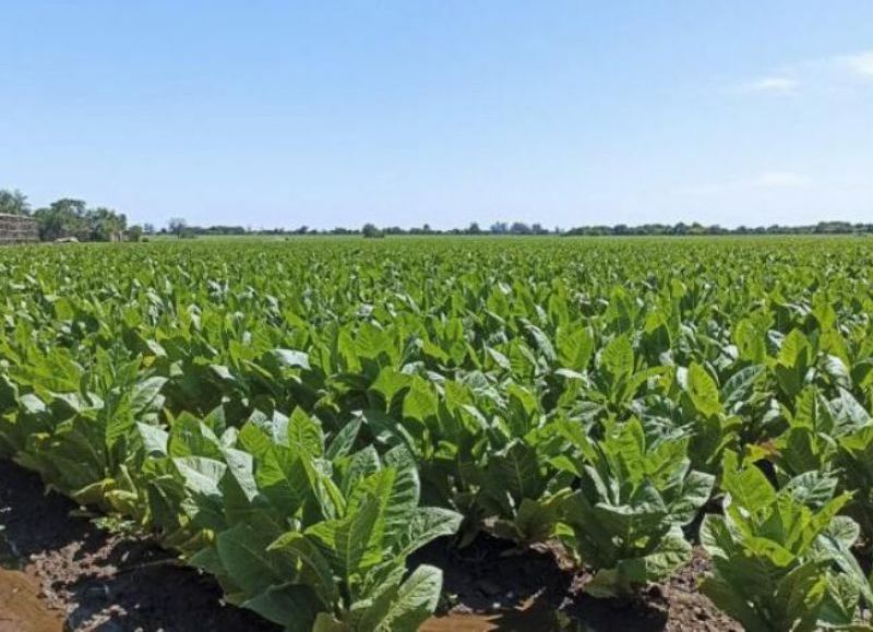 Comienza el pago de 470 millones a productores tabacaleros